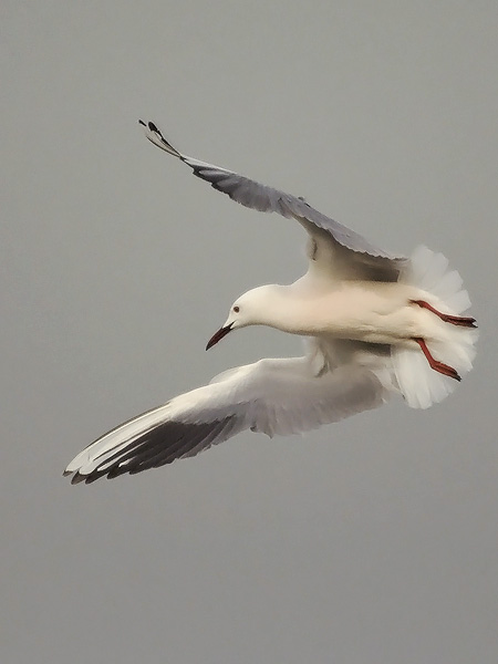 Kaitanokkalokki, Slender-billed Gull, Larus genei
